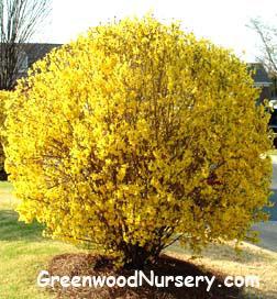 Spring Flowering Shrubs And Trees