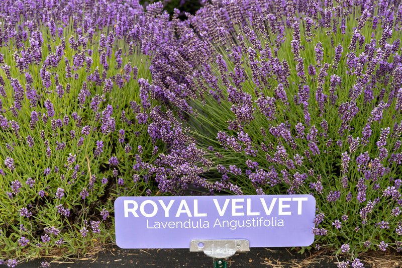 Lavender Plants