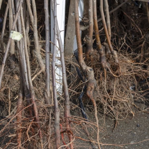 Bare Root Trees | Greenwood Nursery