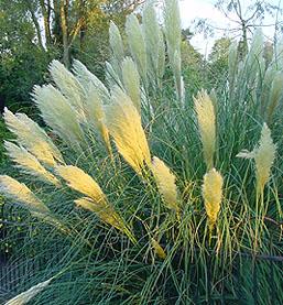 Easy To Grow Garden Plants