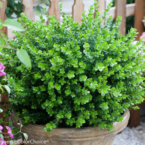 Boxwood Shrubs