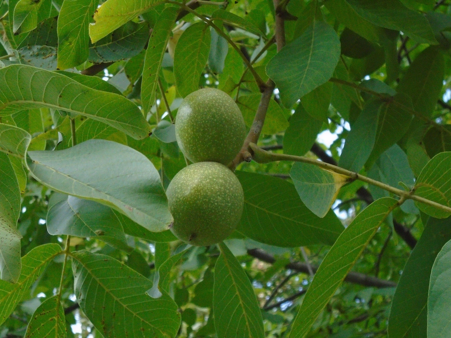 GSP Celestial Chestnut Tree