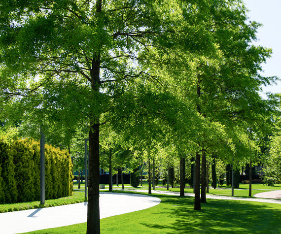 Nut Trees