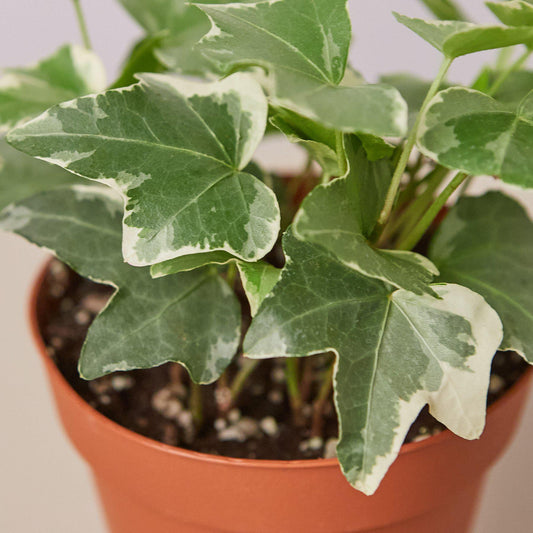 English Ivy 'Glacier' (Hedera helix)