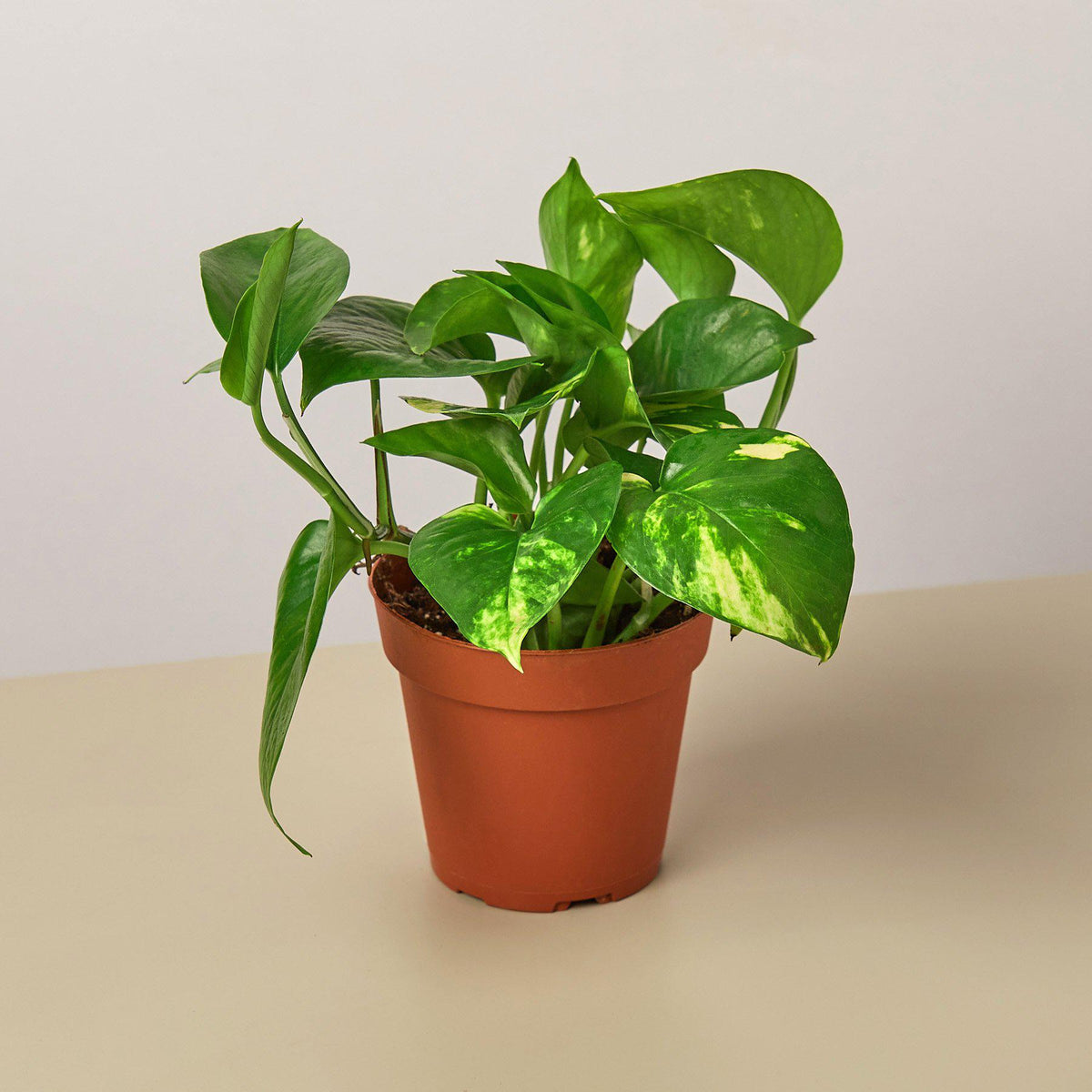 Golden Pothos (Epipremnum aureum)