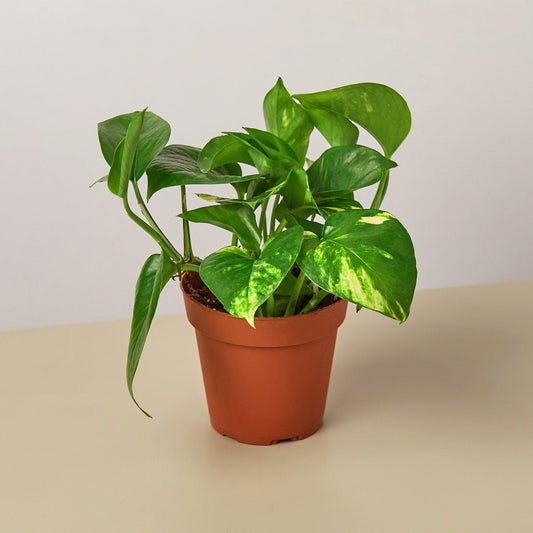 Golden Pothos (Epipremnum aureum)
