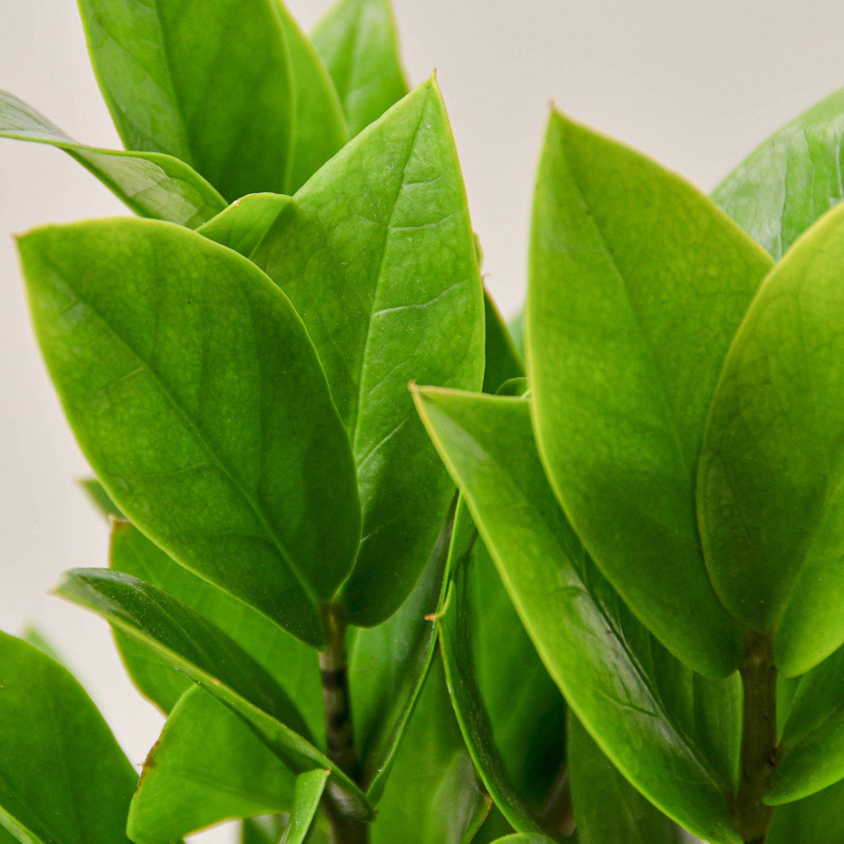 ZZ Plant (Zamioculcas zamiifolia)
