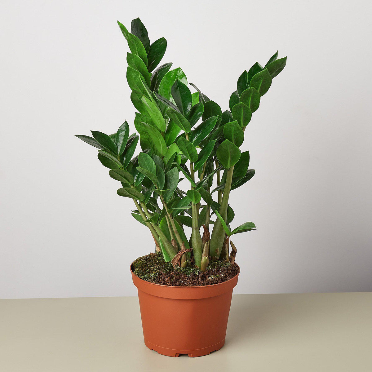 ZZ Plant (Zamioculcas zamiifolia)