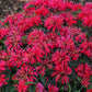 'Cherry Pops' Flowers: "Close-up of Monarda 'Cherry Pops' with rich cherry red flowers and dark foliage