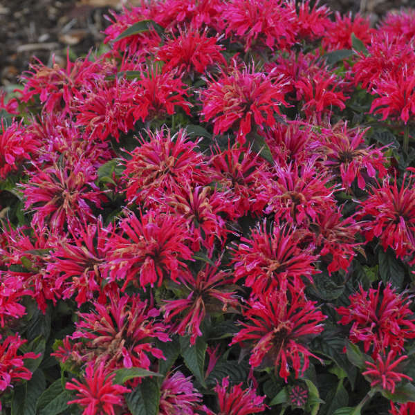 'Cherry Pops' Flowers: "Close-up of Monarda 'Cherry Pops' with rich cherry red flowers and dark foliage