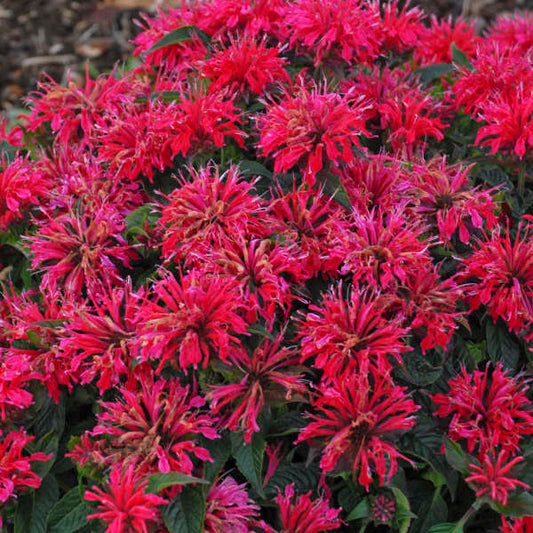 'Cherry Pops' Flowers: "Close-up of Monarda 'Cherry Pops' with rich cherry red flowers and dark foliage