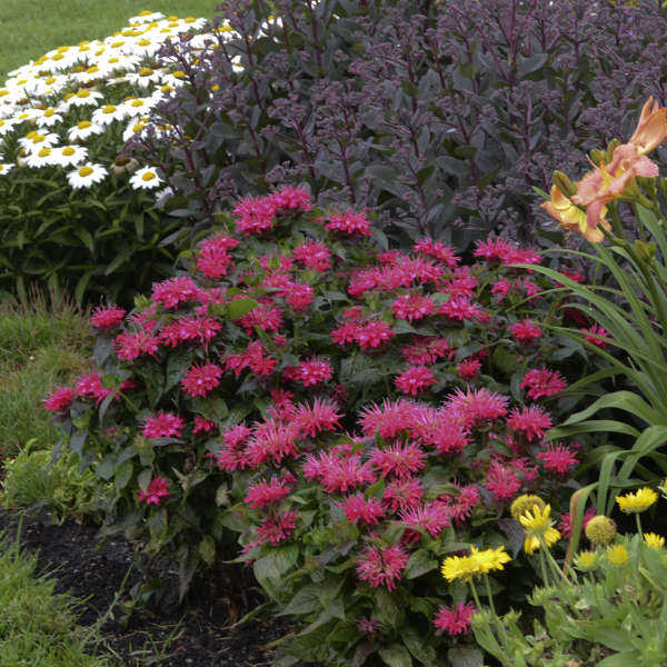 Monarda 'Cherry Pops' with vibrant cherry red flowers attracting pollinators in a garden
