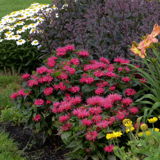 Monarda 'Cherry Pops' with vibrant cherry red flowers attracting pollinators in a garden