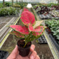 Aglaonema 'Lady Valentine' (Chinese Evergreen)