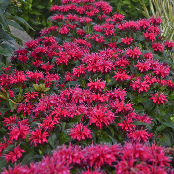 Monarda 'Cherry Pops' with vibrant cherry red flowers attracting pollinators in a garden