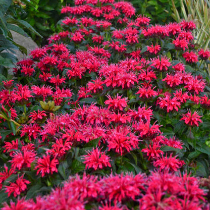 Monarda 'Cherry Pops' with vibrant cherry red flowers attracting pollinators in a garden