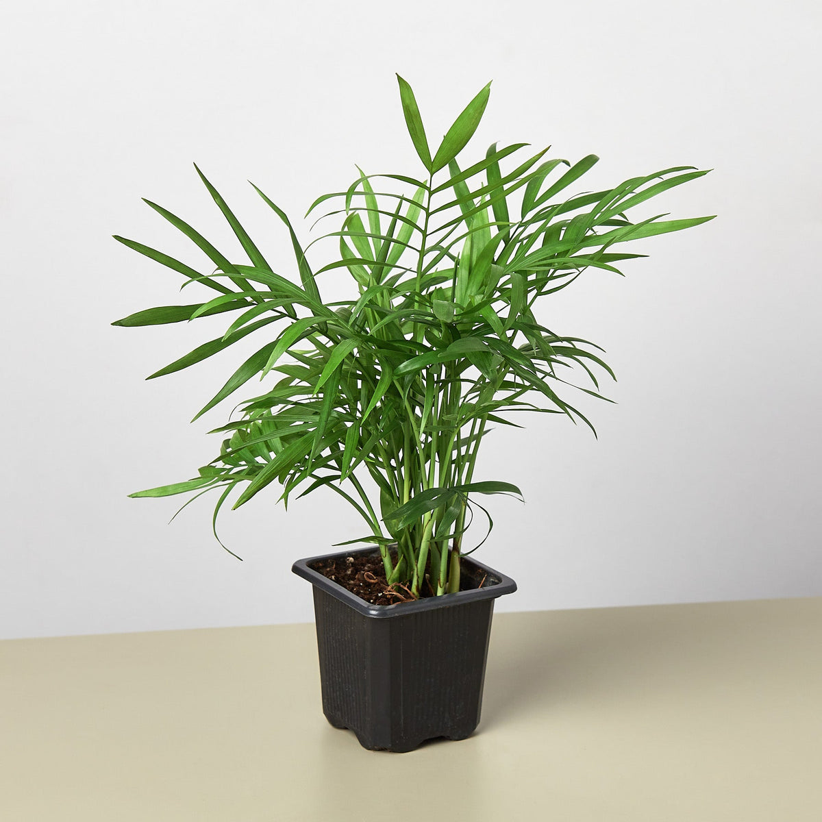 Parlor Palm (Chamaedorea elegans)