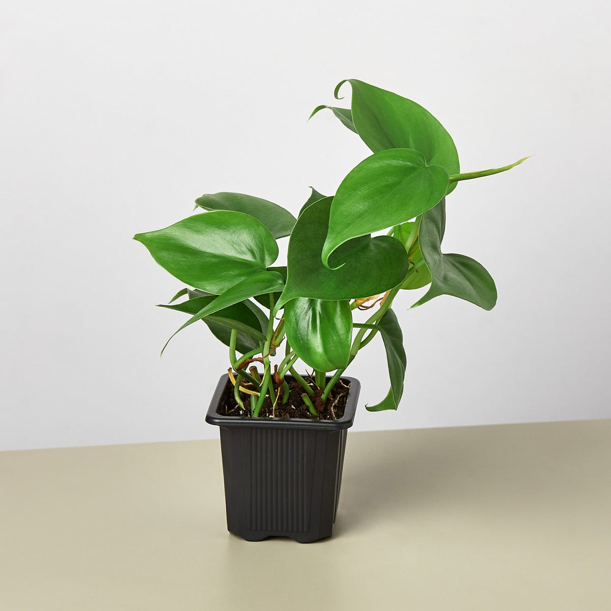 Heartleaf Philodendron (Philodendron hederaceum)