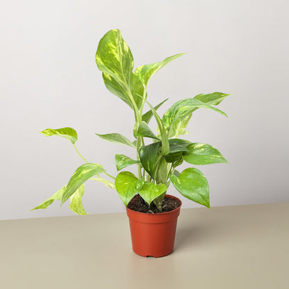 Golden Pothos (Epipremnum aureum)
