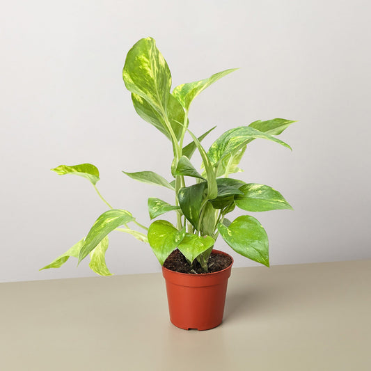 Golden Pothos (Epipremnum aureum)