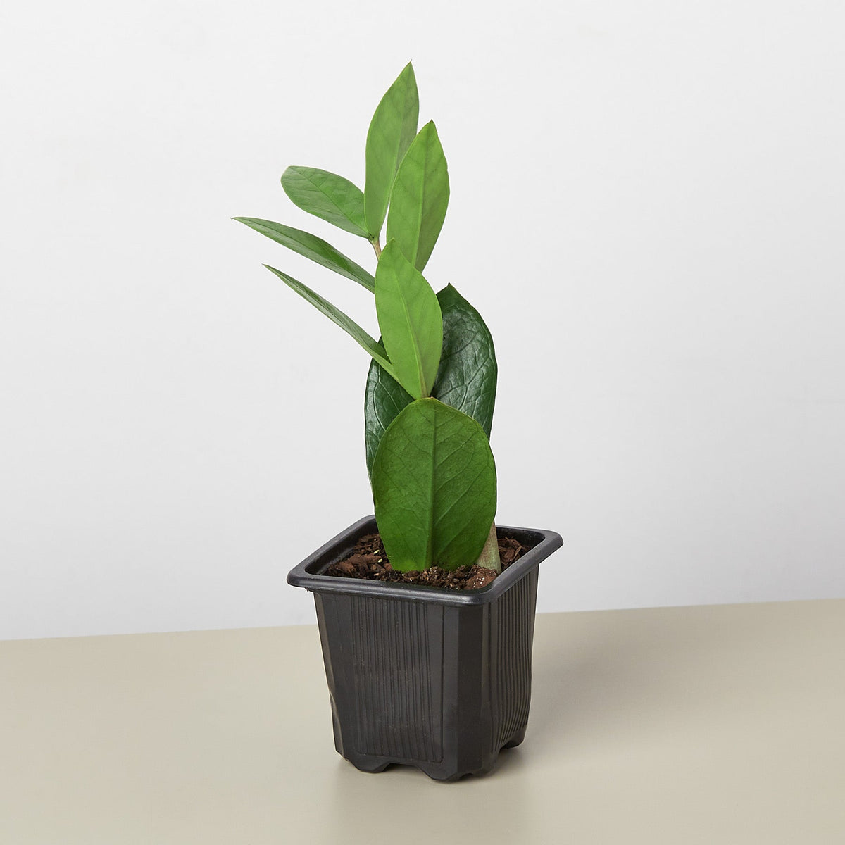 ZZ Plant (Zamioculcas zamiifolia)