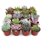 Succulent Variety Packs