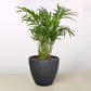 Parlor Palm (Chamaedorea elegans)