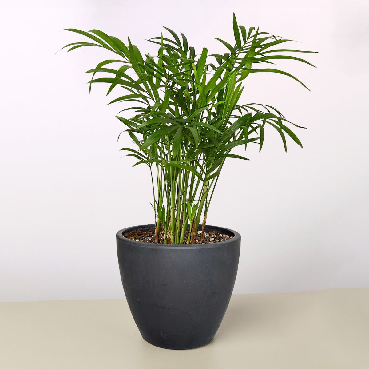 Parlor Palm (Chamaedorea elegans)