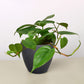 Heartleaf Philodendron (Philodendron hederaceum)