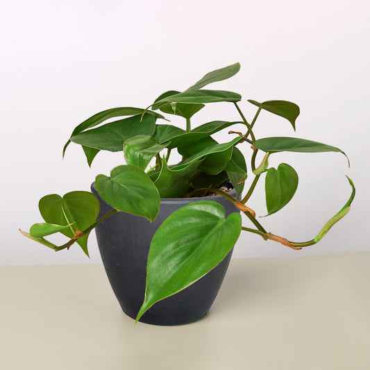 Heartleaf Philodendron (Philodendron hederaceum)