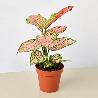 Aglaonema 'Lady Valentine' (Chinese Evergreen)