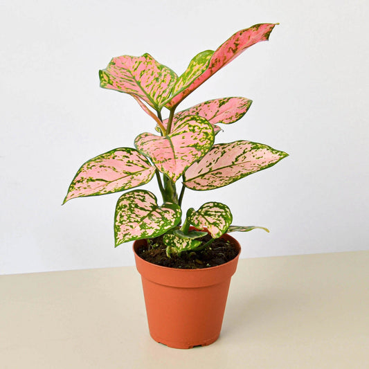 Aglaonema 'Lady Valentine' (Chinese Evergreen)