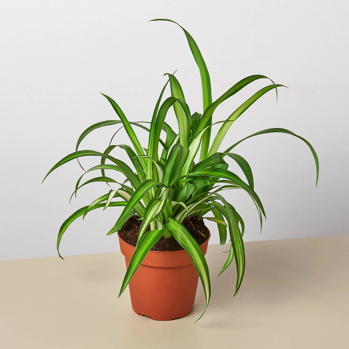 Spider Plant (Chlorophytum comosum)
