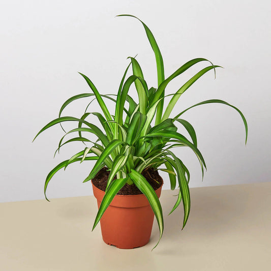Spider Plant (Chlorophytum comosum)