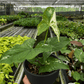 Syngonium 'Albo Variegata'