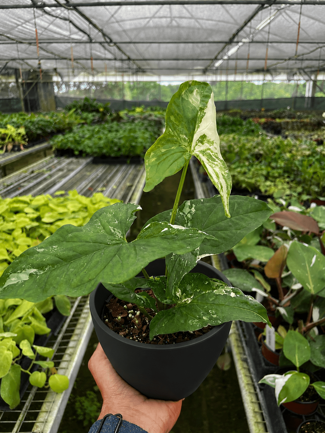 Syngonium 'Albo Variegata'