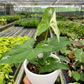 Syngonium 'Albo Variegata'