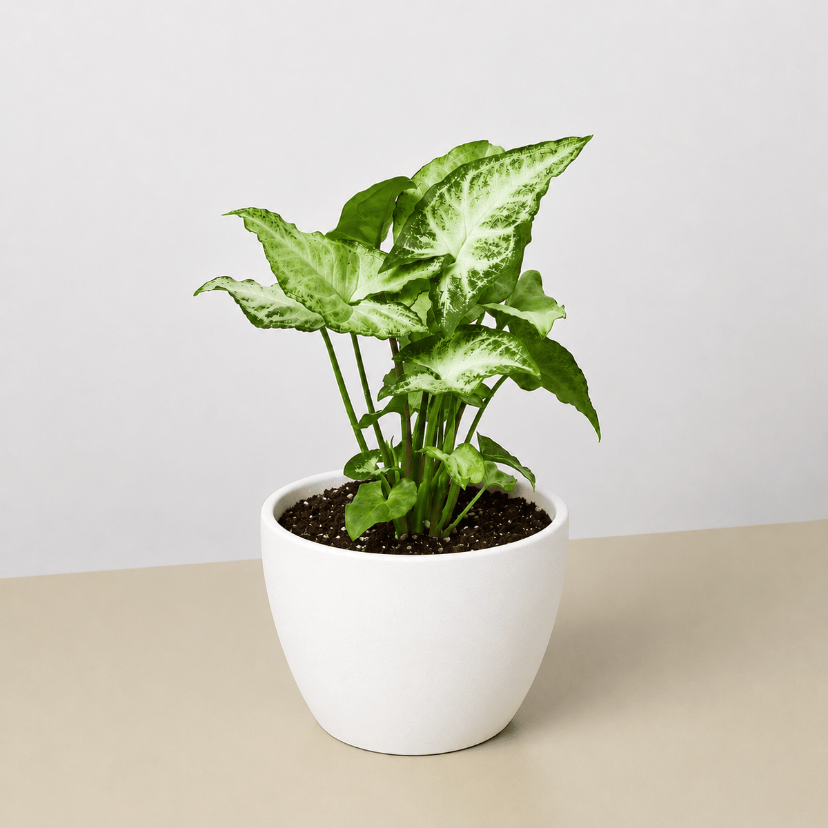 Syngonium 'White Butterfly'