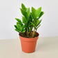 ZZ Plant (Zamioculcas zamiifolia)