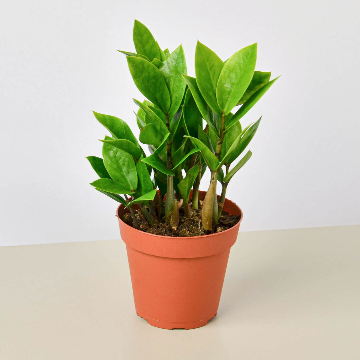 ZZ Plant (Zamioculcas zamiifolia)