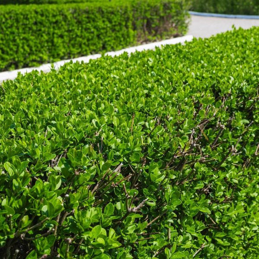 privet hedge