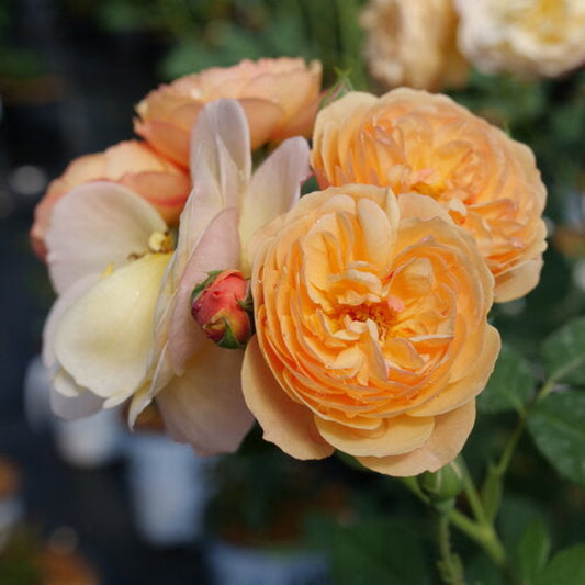 Close-up of Flavorette® Honey-Apricot Rose's bowl-shaped blooms and soft, honey-apricot petals