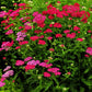 Compact Fern-Like Foliage of New Vintage™ Violet Yarrow