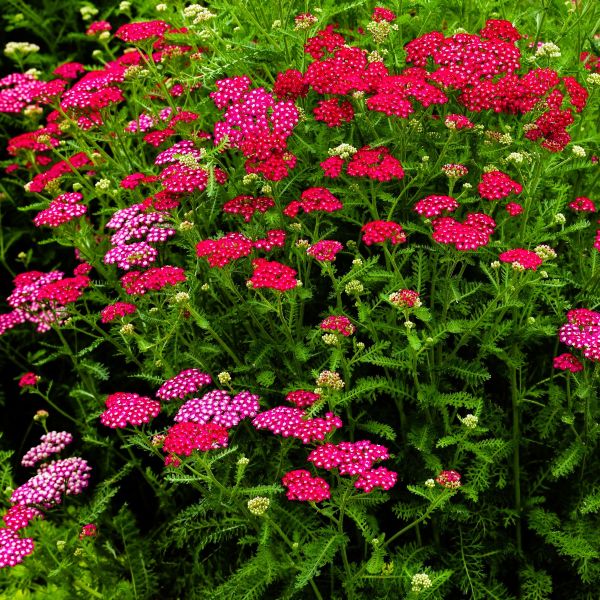 Compact Fern-Like Foliage of New Vintage™ Violet Yarrow