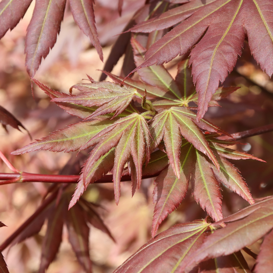 Close-up of Hot Chana Japanese Maple’s brilliant scarlet foliage in autumn