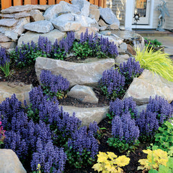 "Blueberry Muffin Ajuga used as a ground cover, creating a lush, evergreen carpet in a shaded garden"
