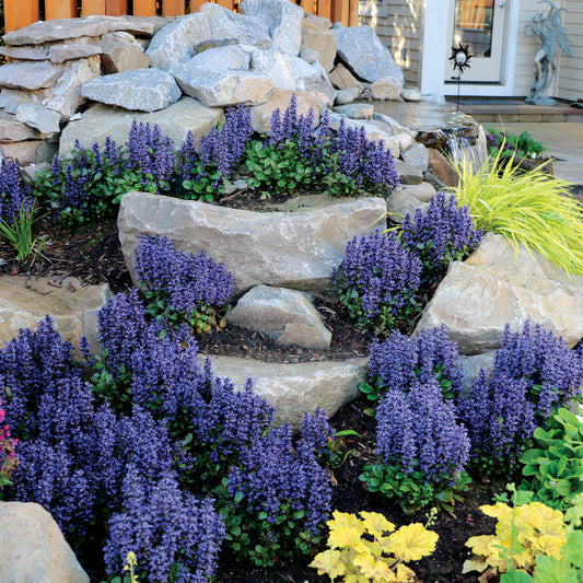 "Blueberry Muffin Ajuga used as a ground cover, creating a lush, evergreen carpet in a shaded garden"