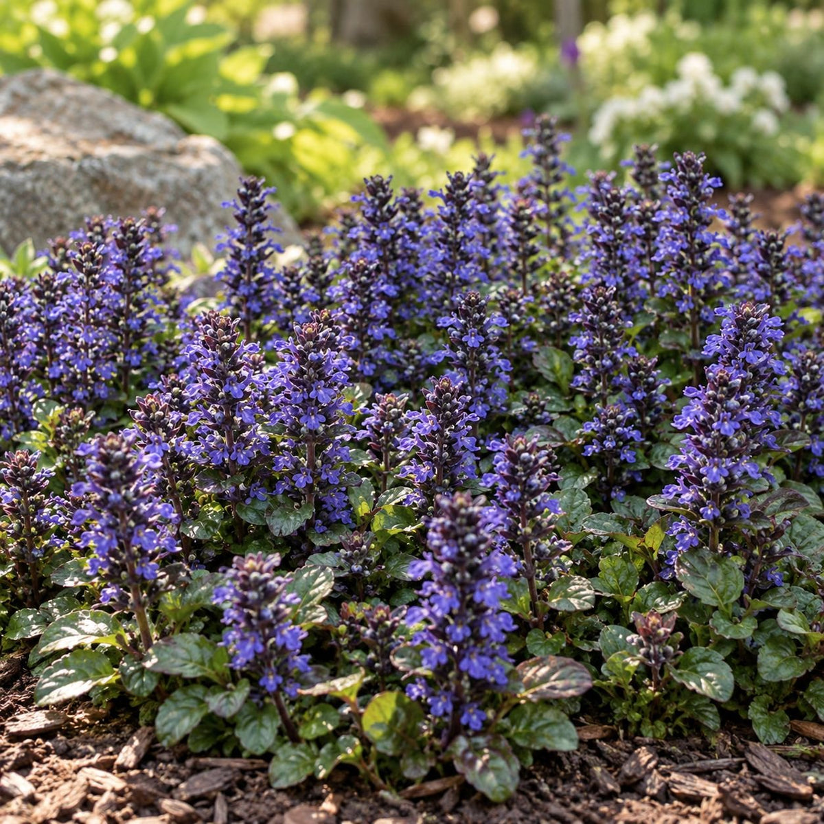 Ajuga Blueberry Muffin groundcover with deep blue-purple flower spikes rising above dense green foliage in a natural garden bed.