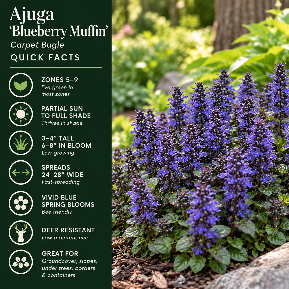 Ajuga Blueberry Muffin quick facts graphic showing USDA zones 5–9, partial sun to full shade, 6–8 inch flower spikes, fast spreading habit, and deer resistance.