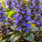 Close-up of Ajuga Blueberry Muffin showing vivid blue-purple, two-lipped flowers, dark flower buds, textured green leaves, and morning dew droplets.